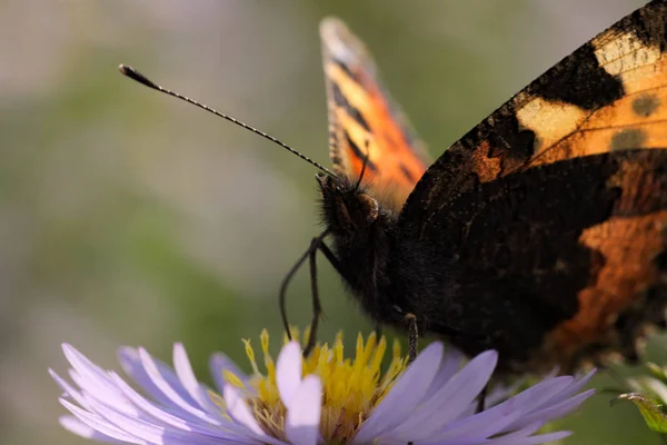 Petit Papillon Écaille Tortue Sur Une Fleur Ster Mer Aglais — Photo
