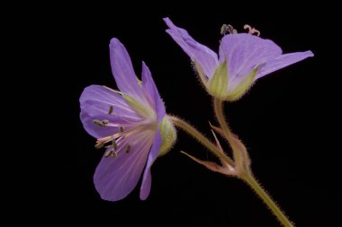 Yabani çiçek, Meadow Cranesbill, (sardunya pratense) siyah bir arka plan üzerinde.