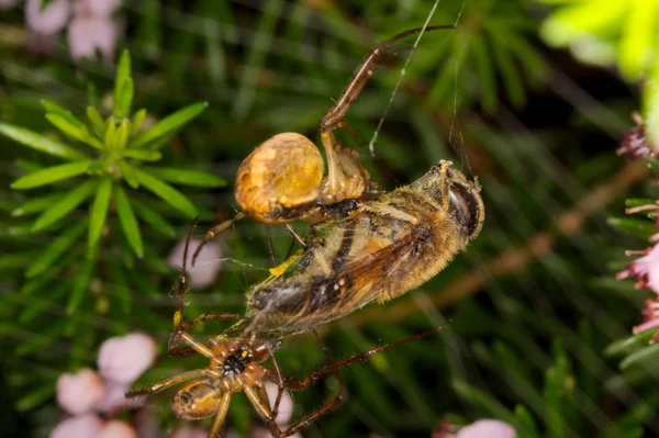 Bir çift bahçe örümceği bir fundalık bitkisinde yakalanan bir arıyı kozalıyor..