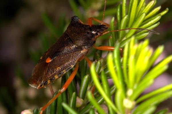 Bir Fundalık Bitkisi Üzerinde Kırmızı Bacaklı Kalkan Böceği Pentatoma Rufipes — Stok fotoğraf