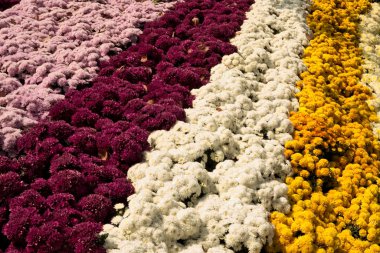 Bahçe çiçekleri şeritler dikilmiş