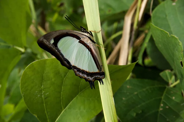 Pallid Nawab kelebek , Charaxes arja