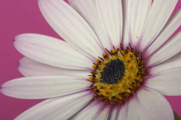 pembe bir arka plan üzerinde beyaz çiçek