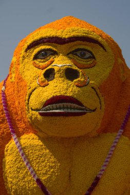Marigold çiçeklerinden yapılmış goril. Chiang Mai Çiçek Festivali 2019.Tayland