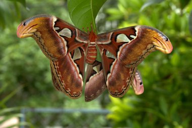 Atlas güvesi. Dünya 'nın en büyük güvesi. - Evet. Chiang Mai, Tayland.