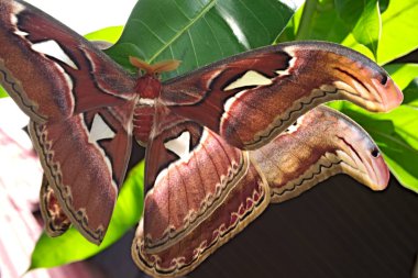 Bir çift Atlas Güvesi çiftleşerek. (Attacus Atlas) Dünyanın en büyük güvesi. . Chiang Mai, Tayland.