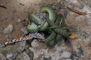 Bir Altın Ağaç Yılanı (Chrsopelea Süslü) bir Tokay Gecko (Sekkonidae) dua contricting)