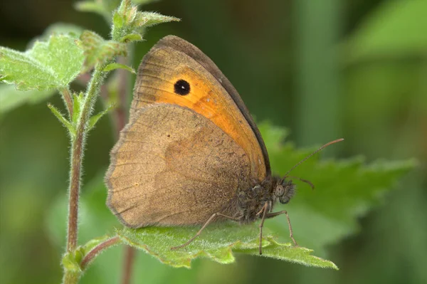 Den Scotch Argus Butterfly Erebia Aethiops Grön Lövverk Bakgrund — Stockfoto