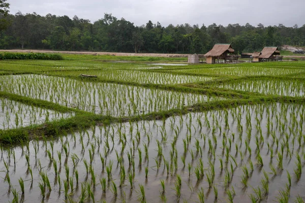 Pirinç tarlaları ve işçi kulübeleri, Chiang Mai, Tayland