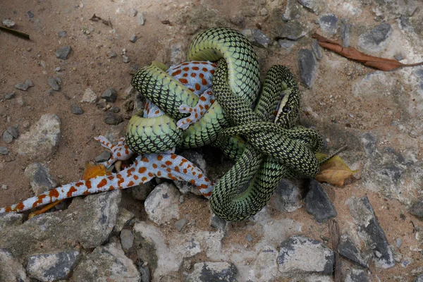 Bir Altın Ağaç Yılanı (Chrsopelea Süslü) bir Tokay Gecko (Sekkonidae) dua contricting)