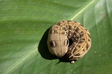 Küçük bir yılanı taklit eden fil şahini güve tırtılı (Deilephila elpenor Sphingidae)