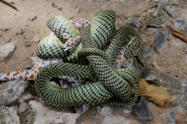 Bir Altın Ağaç Yılanı Chrsopelea Süslü Bir Tokay Gecko Sekkonidae — Stok fotoğraf