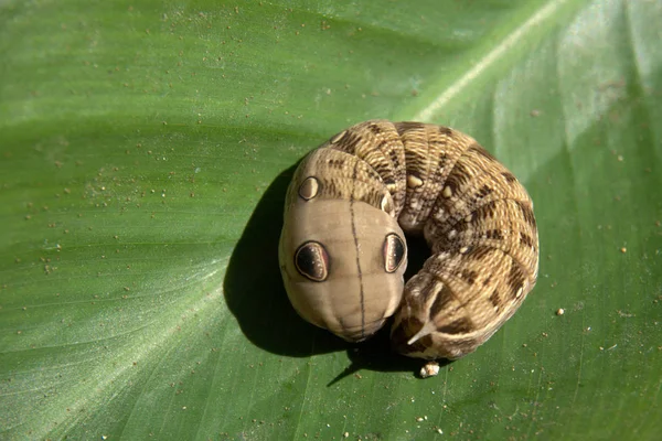 Küçük bir yılanı taklit eden fil şahini güve tırtılı (Deilephila elpenor Sphingidae)