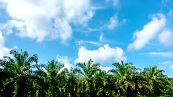 Time Lapse Motion White Clouds Blue Sky Palm Tree Background — Stock Video