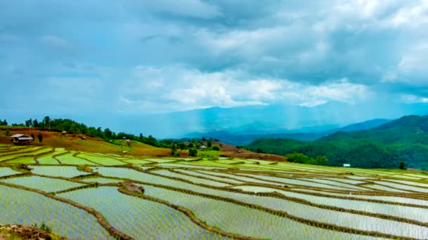 Time Lapse Nubes Moviéndose Sobre Los Campos Arroz Reflejados Agua — Vídeo de stock