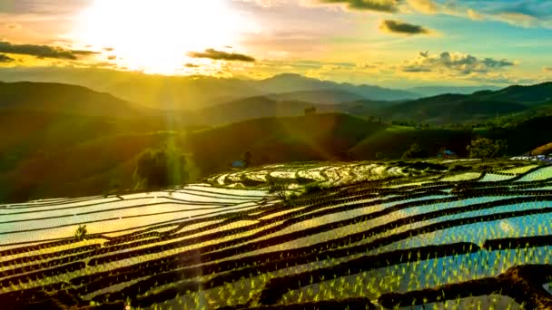 Zeitraffer Sonnenuntergang Über Den Reisfeldern Die Sich Wasser Des Bong — Stockvideo