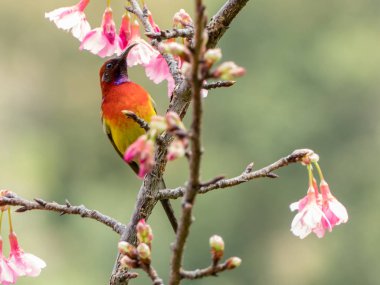 Bayan Gould's sunbird (Aethopyga gouldiae) Sakura pembe çiçek Chiang Mai, Tayland.