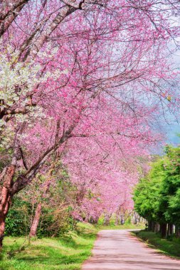 Vahşi Himalaya kirazı (Prunus cerasoides) veya Tayland 'ın Chiang mai şehrindeki dev kaplan çiçeği.