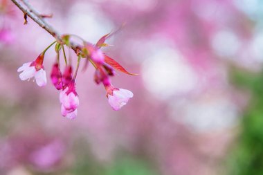 Vahşi Himalaya kirazı (Prunus cerasoides) ya da Tayland 'daki dev kaplan çiçeği. Seçici odak.