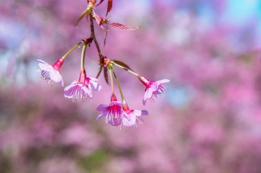Vahşi Himalaya kirazı (Prunus cerasoides) ya da Tayland 'daki dev kaplan çiçeği. Seçici odak.