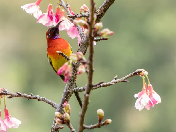 古尔德夫人的太阳鸟 Aethopyga Gouldiae 在泰国清迈樱花粉红色的花朵上 — 图库照片