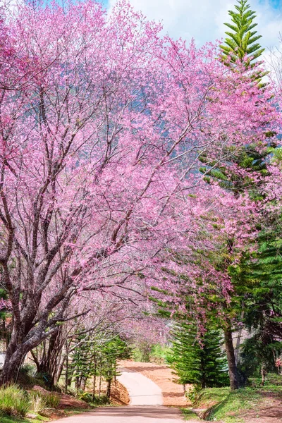 히말라야 Prunus Cerasoides 치앙마이에 자이언트 호랑이 — 스톡 사진