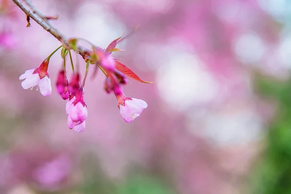 Blossom Wild Himalayan Cherry Prunus Cerasoides Giant Tiger Flower Thailand — Stock Photo, Image