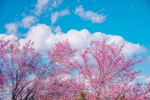 Flor Cerezo Salvaje Del Himalaya Prunus Cerasoides Flor Tigre Gigante —  Fotos de Stock