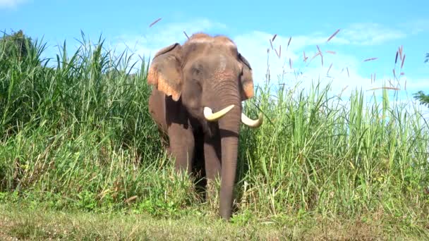 アジアゾウ Elephas Maximus トランクに緑の芝生と大きな哺乳類です のビデオ — ストック動画