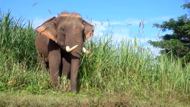 Elefante Asiático Elephas Maximus Mamífero Grande Com Grama Verde Tronco — Vídeo de Stock