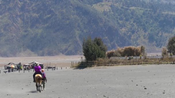 Serviços Turismo Passeios Cavalo Mount Bromo Uma Das Atrações Turísticas — Vídeo de Stock