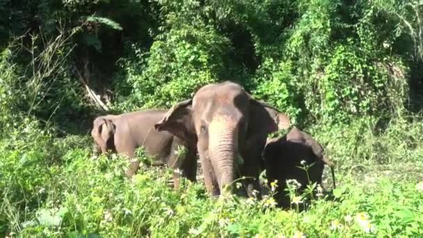 Азіатський Слон Elephas Максимус Великий Ссавців Зеленою Травою Багажнику Відео — стокове відео