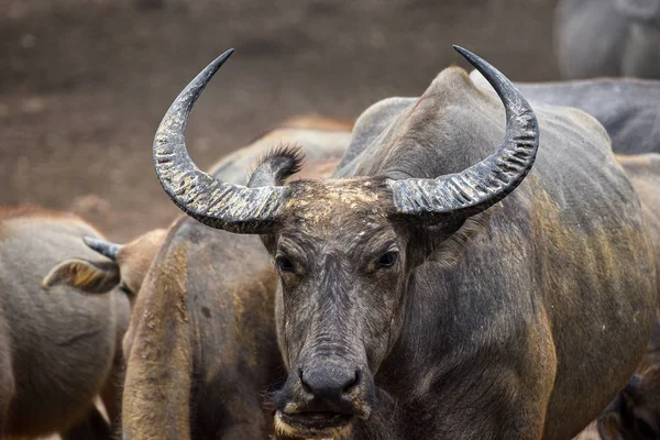 Imagem de perto de Água Buffalo — Fotografia de Stock