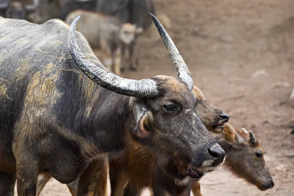 Imagem de perto de Água Buffalo — Fotografia de Stock