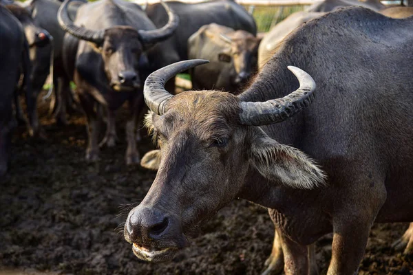 Una imagen de cerca de Water Buffalo —  Fotos de Stock