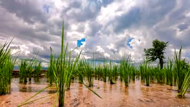 Time Lapse Nubes Moviéndose Sobre Los Campos Arroz Reflejados Agua — Vídeos de Stock