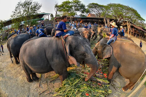 Large catering fruit buffet (Khantok Chang) for elephants on Tha — Stock Photo, Image
