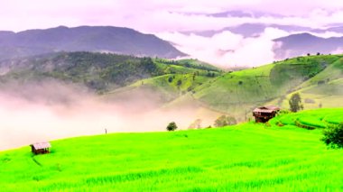 Zaman aşımı videosu 4K, Misty ile birlikte Tayland 'daki Pa Bong Piang köyü Chiang Mai' deki pirinç tarlalarının üzerinde güzel bir manzara..