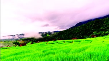 Zaman aşımı videosu 4K, Misty ile birlikte Tayland 'daki Pa Bong Piang köyü Chiang Mai' deki pirinç tarlalarının üzerinde güzel bir manzara..