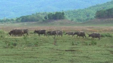 Yeşil alanda otlayan ve Tayland, Güneydoğu Asya 'da yürüyen bir grup su bufalosu..