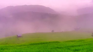 Zaman aşımı videosu 4K, Misty ile birlikte Tayland 'daki Pa Bong Piang köyü Chiang Mai' deki pirinç tarlalarının üzerinde güzel bir manzara..