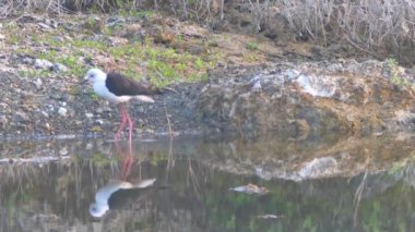 Kara kanatlı Stilt gölün sığ sularında balık yakalıyor, Himantopus himantopus 