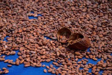 Kakao çekirdekleri açık havada doğal olarak kurur. Kakao fasulyesi çikolata yapmak için gerekli hammaddedir.