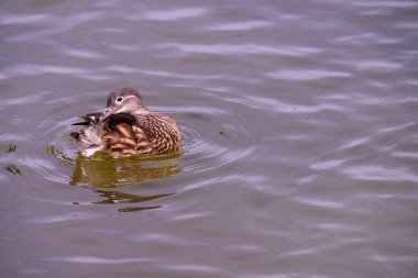 Dişi mandalina ördeği, Aix galericulata gölette yüzer. Doğadaki ördek..