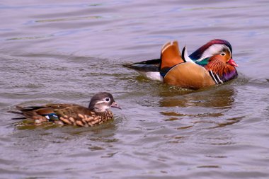 Mandarin ördeği, Aix galericulata gölette yüzer. Doğadaki ördek..