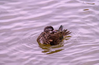 Dişi mandalina ördeği, Aix galericulata gölette yüzer. Doğadaki ördek..
