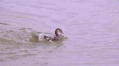 Mandarin ördeği, Aix galericulata gölette yüzer. Doğadaki ördek..