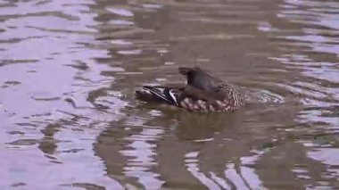 Mandarin ördeği, Aix galericulata gölette yüzer. Doğadaki ördek..