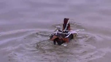 Mandarin ördeği, Aix galericulata gölette yüzer. Doğadaki ördek..