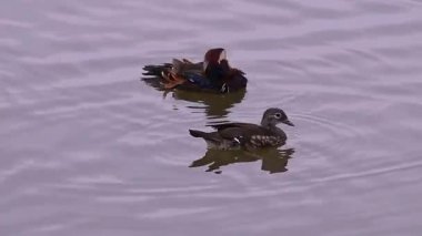 Mandarin ördeği, Aix galericulata gölette yüzer. Doğadaki ördek..